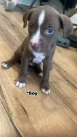 Dopey , a male American Pit Bull Terrier for sale in Baltimore, MD – 1 of 1