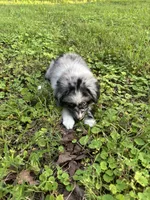Bonnie, a female Toy Australian Shepherd for sale in Dickson, TN – 3 of 10