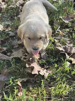 Daisy, a female Golden Retriever for sale in Dickson, TN – 4 of 6