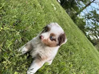 Beau, a male Toy Australian Shepherd for sale in Dickson, TN – Photo 8 of 9