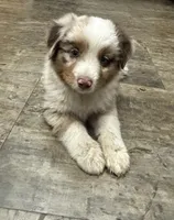 Beau, a male Toy Australian Shepherd for sale in Dickson, TN – Photo 3 of 9