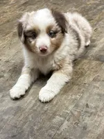 Beau, a male Toy Australian Shepherd for sale in Dickson, TN – Photo 2 of 9