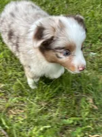 Beau, a male Toy Australian Shepherd for sale in Dickson, TN – Photo 7 of 9