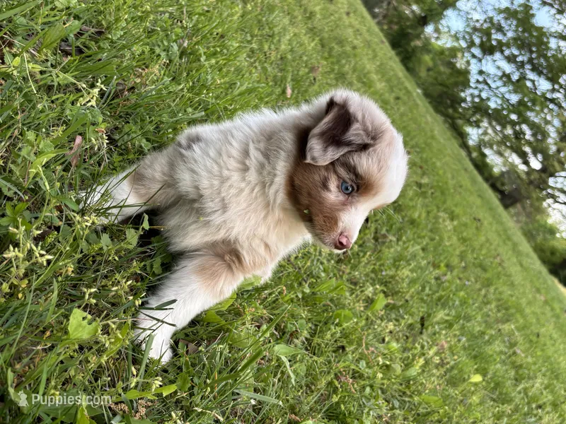 Beau – Toy Australian Shepherd puppy for sale in Dickson, TN