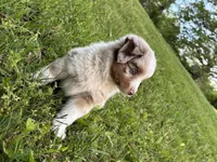 Beau, a male Toy Australian Shepherd for sale in Dickson, TN – Photo 1 of 9