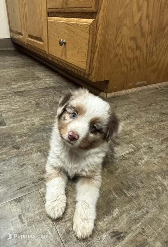 Beau – Toy Australian Shepherd puppy for sale in Dickson, TN