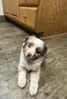 Beau, a male Toy Australian Shepherd for sale in Dickson, TN – Photo 5 of 9