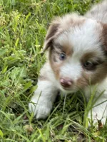 Beau, a male Toy Australian Shepherd for sale in Dickson, TN – Photo 4 of 9