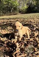 Allie, a female Golden Retriever for sale in Dickson, TN – 5 of 5
