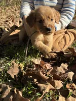 Bailey, a female Golden Retriever for sale in Dickson, TN – 6 of 6
