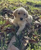 Daisy, a female Golden Retriever for sale in Dickson, TN – 5 of 6