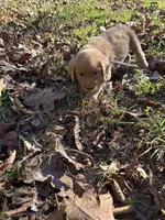 Hadley , a female Golden Retriever for sale in Dickson, TN – 6 of 6