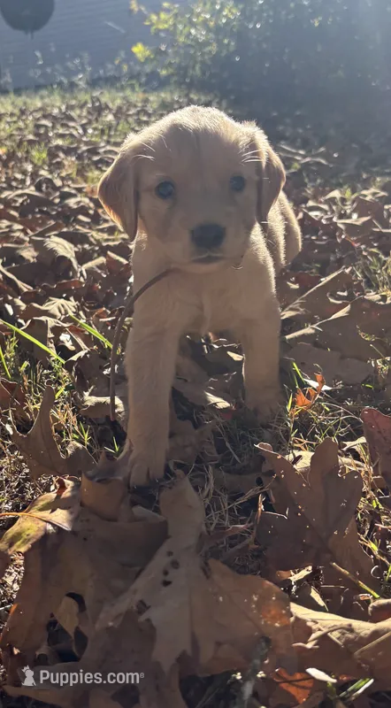 Allie – Golden Retriever puppy for sale in Dickson, TN