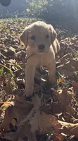 Allie, a female Golden Retriever for sale in Dickson, TN – 2 of 5