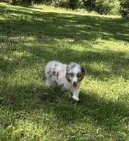Beau, a male Miniature Australian Shepherd for sale in Dickson, TN – 6 of 10