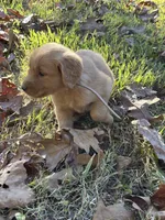 Hadley , a female Golden Retriever for sale in Dickson, TN – 2 of 6