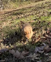 Eddie, a male Golden Retriever for sale in Dickson, TN – 4 of 4