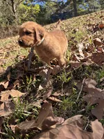 Finn, a male Golden Retriever for sale in Dickson, TN – 5 of 5