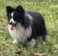 Sparkey, a male Toy Australian Shepherd for sale in Dickson, TN – Photo 3 of 4