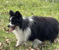 Sparkey, a male Toy Australian Shepherd for sale in Dickson, TN – Photo 2 of 4