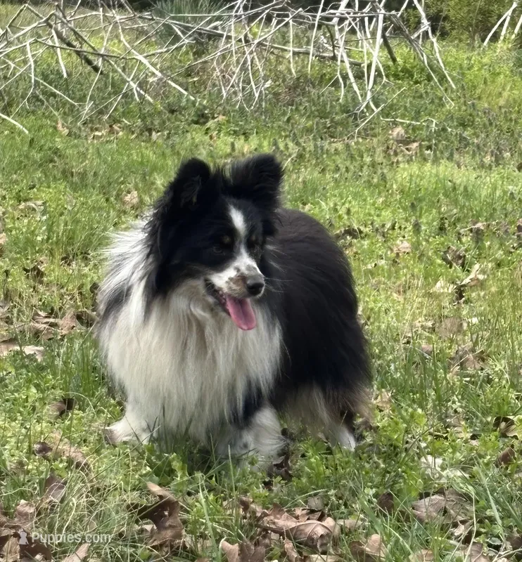 Sparkey, a male Toy Australian Shepherd for sale in Dickson, TN – Photo 1 of 4
