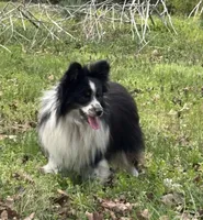 Sparkey, a male Toy Australian Shepherd for sale in Dickson, TN – Photo 1 of 4