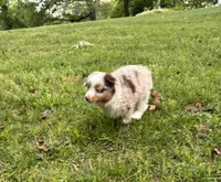 Beau, a male Miniature Australian Shepherd for sale in Dickson, TN – 7 of 10