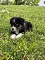 Bella, a female Miniature Australian Shepherd for sale in Dickson, TN – 9 of 9