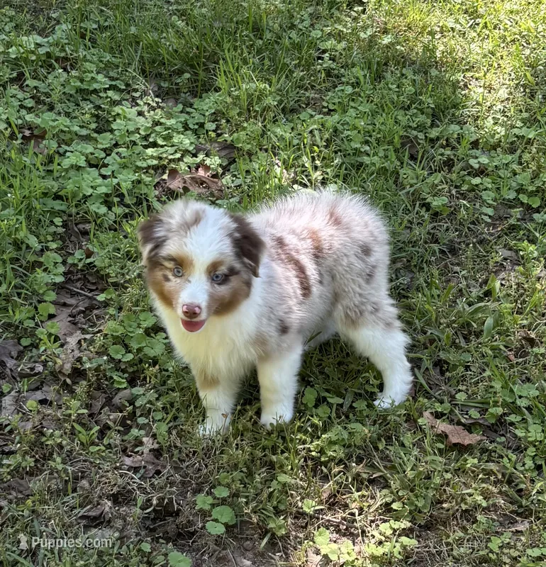 Beau – Miniature Australian Shepherd puppy for sale in Dickson, TN