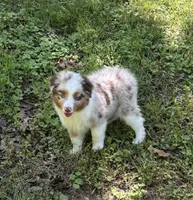 Beau, a male Miniature Australian Shepherd for sale in Dickson, TN – 4 of 10