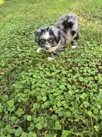 Bonnie, a female Toy Australian Shepherd for sale in Dickson, TN – 8 of 10