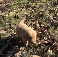 Gunner, a male Golden Retriever for sale in Dickson, TN – 2 of 4