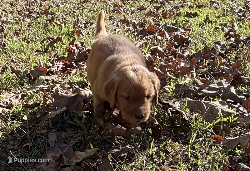 Eddie – Golden Retriever puppy for sale in Dickson, TN