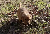 Eddie, a male Golden Retriever for sale in Dickson, TN – 1 of 4
