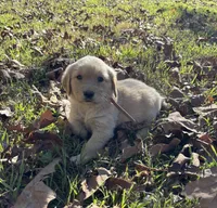 Daisy, a female Golden Retriever for sale in Dickson, TN – 6 of 6