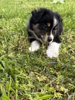 Bella, a female Miniature Australian Shepherd for sale in Dickson, TN – 8 of 9