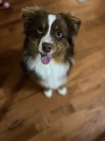 Beau, a male Miniature Australian Shepherd for sale in Dickson, TN – 5 of 10