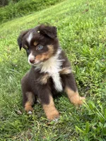 Blaze, a male Toy Australian Shepherd for sale in Dickson, TN – Photo 9 of 10