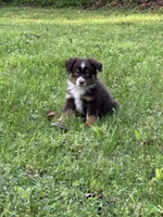Blaze, a male Toy Australian Shepherd for sale in Dickson, TN – Photo 5 of 10