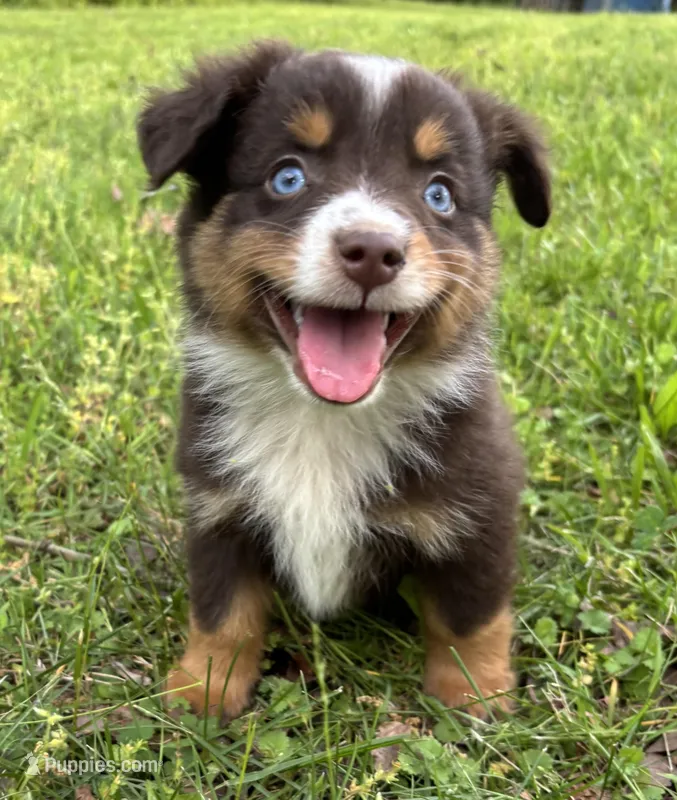 Blaze – Toy Australian Shepherd puppy for sale in Dickson, TN