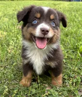 Blaze, a male Toy Australian Shepherd for sale in Dickson, TN – Photo 1 of 10