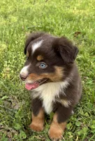 Blaze, a male Toy Australian Shepherd for sale in Dickson, TN – Photo 3 of 10