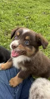 Blaze, a male Toy Australian Shepherd for sale in Dickson, TN – Photo 2 of 10
