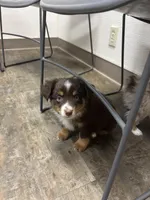 Blaze, a male Toy Australian Shepherd for sale in Dickson, TN – Photo 8 of 10