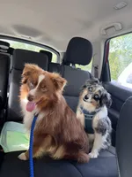 Blaze, a male Toy Australian Shepherd for sale in Dickson, TN – Photo 10 of 10