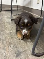 Blaze, a male Toy Australian Shepherd for sale in Dickson, TN – Photo 7 of 10