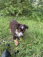 Blaze, a male Toy Australian Shepherd for sale in Dickson, TN – Photo 6 of 10