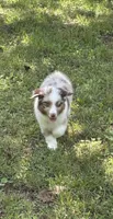 Beau, a male Miniature Australian Shepherd for sale in Dickson, TN – 2 of 10