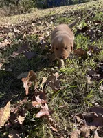 Gunner, a male Golden Retriever for sale in Dickson, TN – 4 of 4