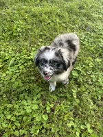 Bonnie, a female Toy Australian Shepherd for sale in Dickson, TN – 5 of 10